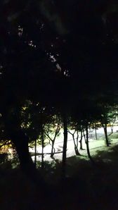 trees in the night